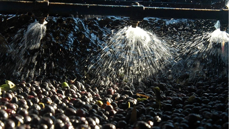 Zeytin sıkımında kullanılan su, tarıma 