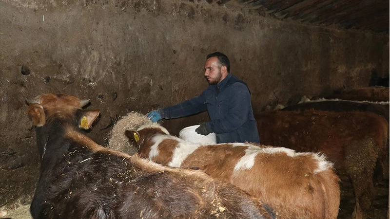 Ağrılı genç veteriner tekniker, hibe desteğiyle hayvancılık işini büyüttü
