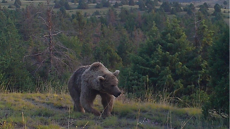 Sarıkamış ormanlarındaki yaban hayatı 19 yıldır yakın takipte