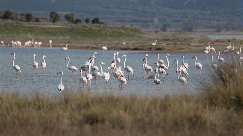 Çanakkale, sulak alanlarıyla 51 su kuşu türüne ev sahipliği yapıyor