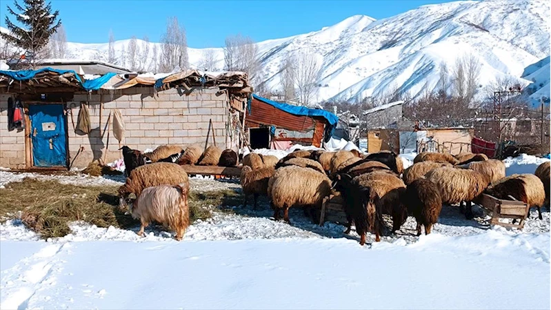 Bitlis