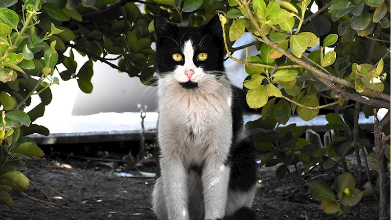 Çevik kuvvet noktasının maskotu kedi, polisleri nöbette de yalnız bırakmıyor