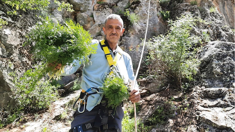 Sarp yamaçlarda kişniş toplayanların zorlu mesaisi
