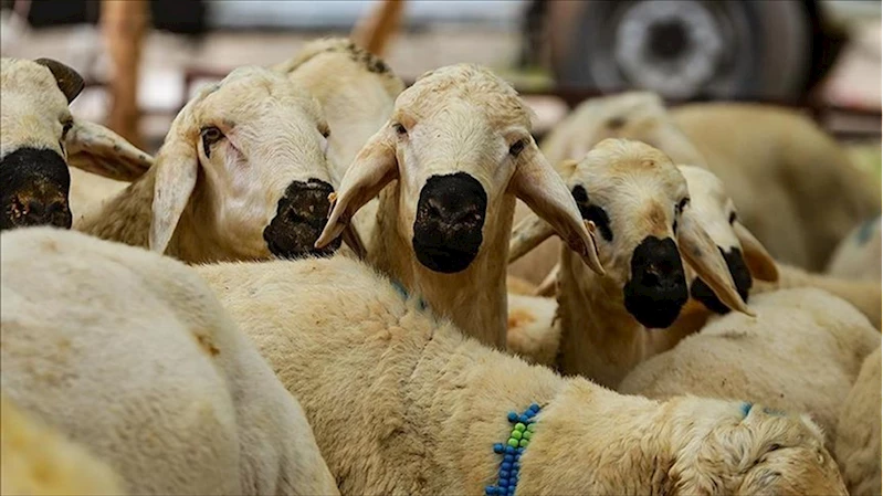Kurban Hizmetlerinin Uygulanmasına Dair Tebliğ, Resmi Gazete
