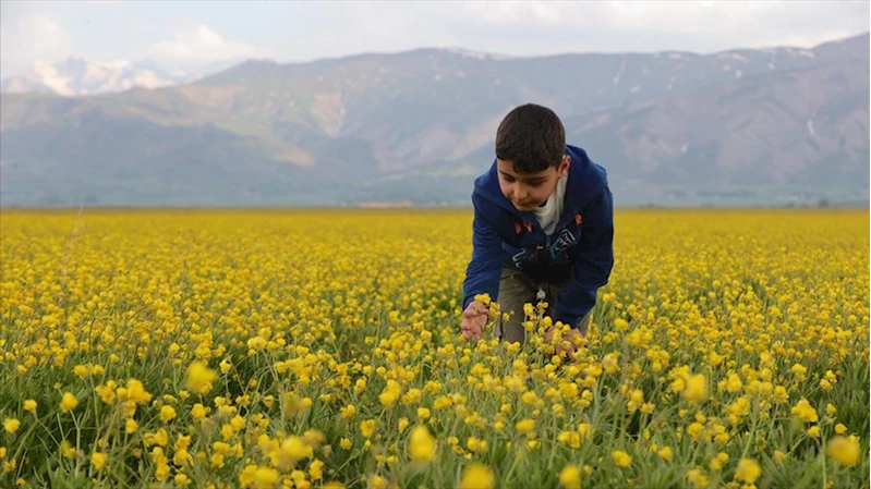 Hakkari