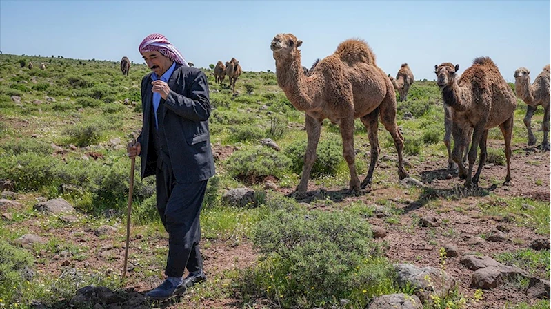 Karacadağlı besici, kara yoluna 