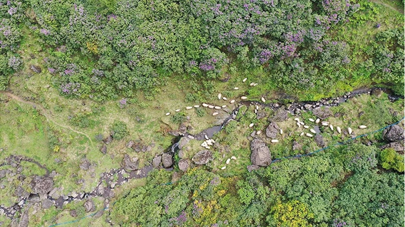 Akarsuları canlanan Sis Dağı Yaylası çiçeklerle renklendi