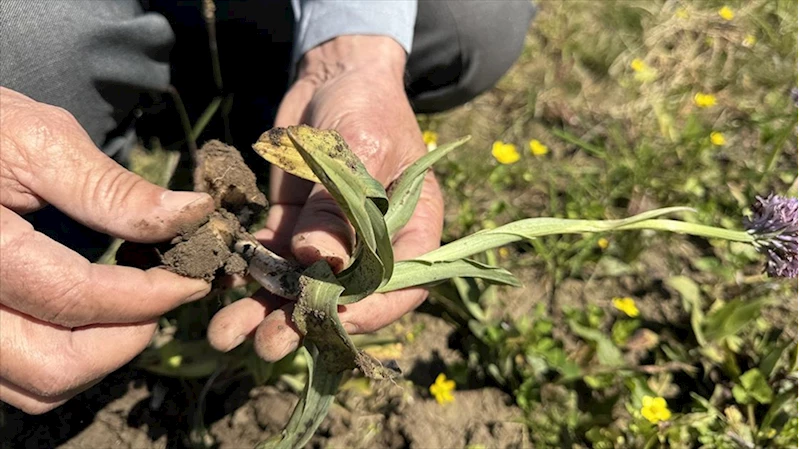 Karasal orkidenin endemik türleri ile çoğaltılabilen türleri belirleniyor