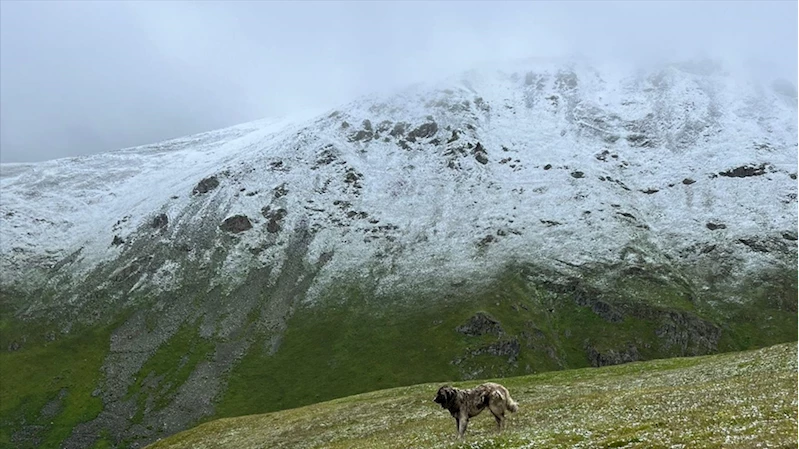 Rize, Trabzon ve Bayburt