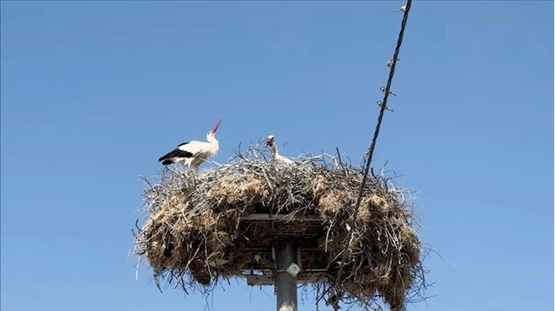 Yaren leyleğin yavruları göç yolculuğuna başladı