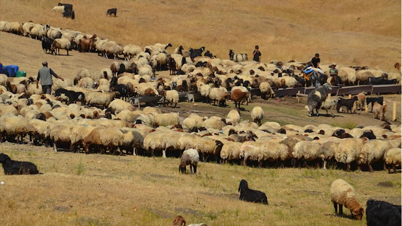 Havanın soğumasıyla yaylacıların dönüş yolculuğu başladı