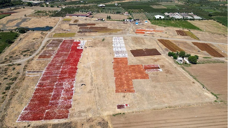 Gediz Ovası kurutmalık ürünlerle renklendi
